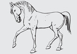 Fototapeta Dinusie - Vector de caballo