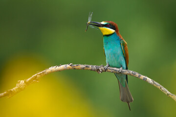 european bee-eater, merops apiaster, with a dragonfly in its beak.