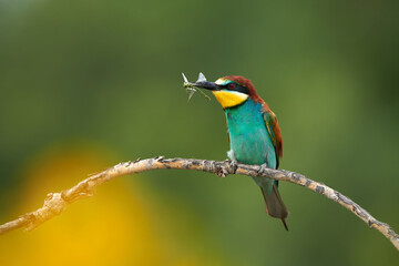 european bee-eater, merops apiaster, with a dragonfly in its beak.