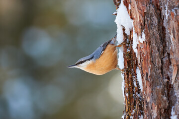 Wall Mural - nuthatch perched on a tree trunk in winter
