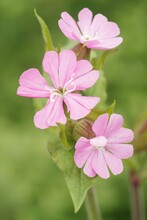 Closeup On A Pink Flower Of The Red Campion Or Catchfly Wildflower, Silene Dioica, In The Garden