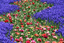 Close-up Of Purple Grape-hyacinths And Tulip Flowers On Field