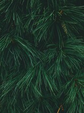 Full Frame Shot Of Pine Tree