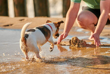 Jack Russell Terrier Dog Playing On Sandy Beach. Small Terrier Dog Having Fun On Sea Coast