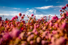 Close-up Of Purple Flowering Plants On Field With Background Of A Mountain,  Mount Kilimanjaro