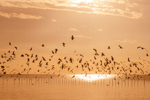 Flock Of Birds Flying At Sea At Sunset