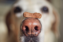 Close-up View Of Funny Dog With Biscuit. Labrador Retriever Balancing Treat On His Snout.