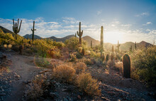 Sonoran Desert Morning