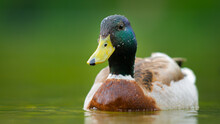 Close-up Of Mallard Duck Swimming In Lake