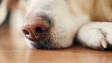 Close-up Of Sleeping Dog At Home. Snout Of Labrador Retriever On Wooden Floor.