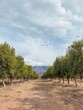 Vertical shot of an olive plantation with mountains on the background in Tinogasta, Argentina
