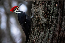 Great Woodpecker, Dryocopus Pileatus, Bright Red Hoopoe, Digs Large Holes In Trees In Search Of Ants