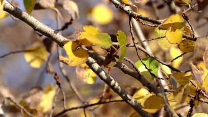 Wall Mural - close up of yellow and green birch tree leaves and branches shimmering and fluttering rapidly in the
