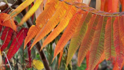Wall Mural - closeup of the colorful red, green, orange and yellow leaves or foliage on a sumac tree in autumn sw