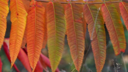 Wall Mural - closeup of the colorful red, green, orange and yellow leaves or foliage on a sumac tree in autumn sw