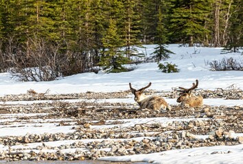 Canvas Print - Caribous having a rest in a river bed in Denali National Park, Alaska