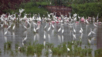 Wall Mural - Flock of wading birds in the La Segua wetland near Chone, Ecuador