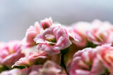 Fototapeta  - Bright pink Widow's-thrill flowers (Kalanchoe blossfeldiana)