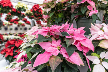 Pink Poinsettia Blooming in time for Holiday season at Pennsylvania Greenhouse