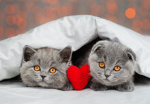Two Fluffy Gray Kittens Lying Under A Blanket Against The Backdrop Of Lights With A Plush Heart Between Them.