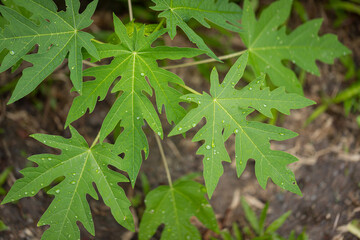 Wall Mural - Papaya tree holding the shiny raindrops after a rainfall