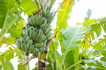 Wall Mural - Banana tree with a bunch of bananas