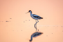 Water Bird Pied Avocet, Recurvirostra Avosetta, Standing In The Water In Pink Sunset Light. The Pied Avocet Is A Large Black And White Wader With Long, Upturned Beak