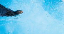 Sea Lions Swimming In A Clean Pool At Tobe Zoo In Japan