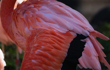 Colorful Flamingos With Red And Pink Wings At Tobe Zoo In Japan
