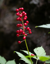 Sunlit Shiny Red Baneberries Or Chinaberries On A Stalk With Green Leaves At Base