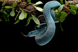 Fototapeta Zwierzęta - Blue viper snake closeup face, head of viper snake
