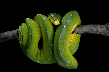 Wall Mural - green tree python snake on branch, chondropython viridis snake closeup with black background