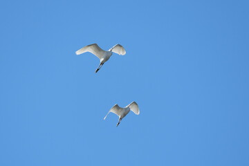 Wall Mural - egret in flight