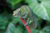 Fototapeta Zwierzęta - Fischer Chameleon on the banch