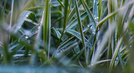 Poster - Bokeh photo