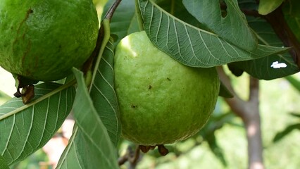 Sticker - Close view of green guava fruit hanging on tree, guava fruit hanging view