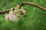Fototapeta Zwierzęta - Brown-throated sloth (Bradypus variegatus) is a species of three-toed sloth found in the Neotropical realm of Central and South America