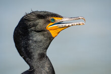 Close-up Of A Double-crested Cormorant (Phalacrocorax Auritus) With Jeweled Eye.