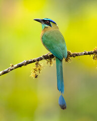 Lesson's motmot (Momotus lessonii) or the blue-diademed motmot, is a colorful near-passerine bird found in forests and woodlands of southern Mexico to western Panama.