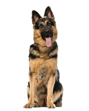 Transparent Png Berger Allemand German Shepherd Dog	
