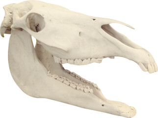 Fototapete - Isolated PNG cutout of a horse skull on a transparent background