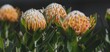Selective focus of the king protea plant, a closeup shot