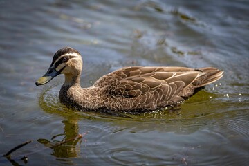 Wall Mural - Closeup of a wild duck (Anas platyrhynchos) on the water surface