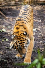 Sticker - Vertical closeup of a tiger (Panthera tigris) in a zoo in Sydney, Australia