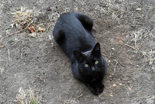 Black Stray Cat On The Street Of A Town