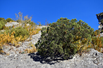 Wall Mural - A Juniperus phoenicea bush with fruit growing on rocks