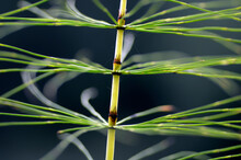 Detail Of A Horsetail (Equisetum) A Medicinal Plant
