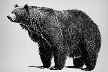 Pencil Drawing Of Huge Brown Bear In Black And White As Digital Illustration