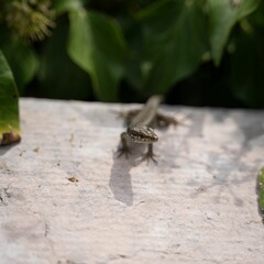 Poster - Selective focus of a lizard standing on a stone