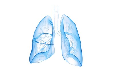 Poster - 3d rendered medical animation of the lower airway during breathing